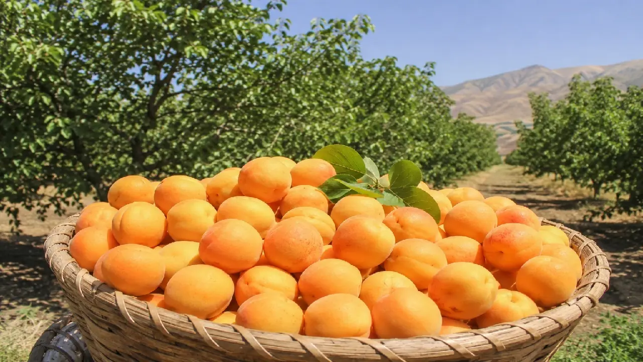 گنجهای کشاورزی دورود؛ برنج و زردآلو در انتظار یک برند ماندگار