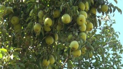 ساوجبلاغ رتبه نخست استان البرز در سطح باغهای میوه