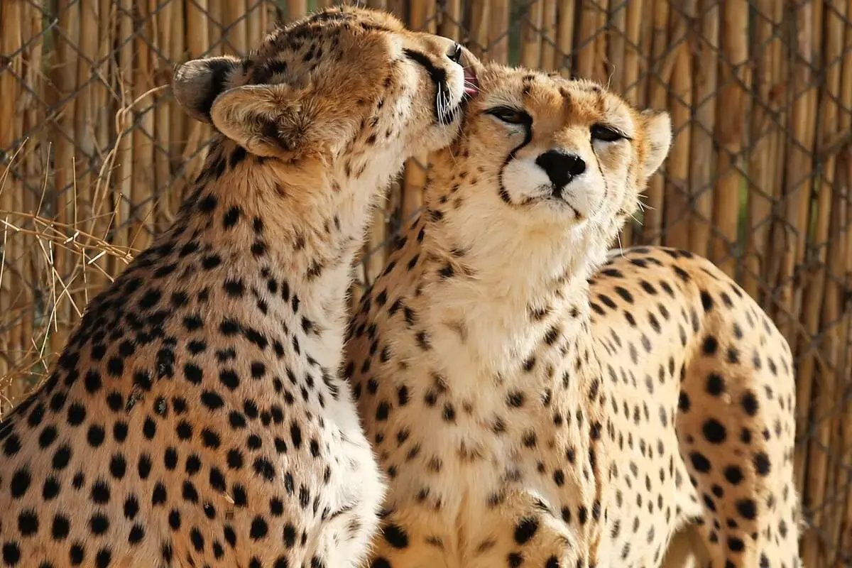 یوز ایرانی؛ ۲۷ بازمانده در آخرین سنگر آسیایی؛ آخرین فرصت برای نجات یوزپلنگ ایرانی | آخرین خبر