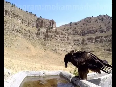 ثبت لحظهای کمنظیر از نوشیدن آب توسط هما | آخرین خبر
