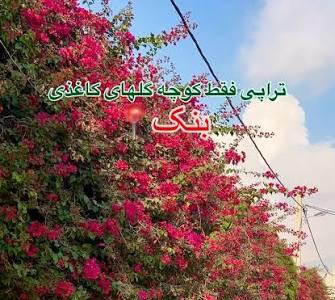 زیبایی کوچه گلهای کاغذی بنک، کنگان | آخرین خبر