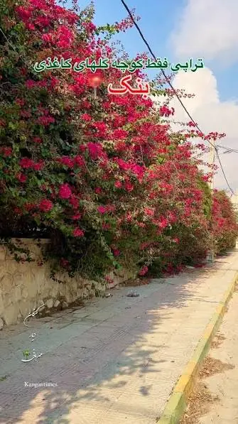  زیبایی کوچه گلهای کاغذی بنک، کنگان | آخرین خبر