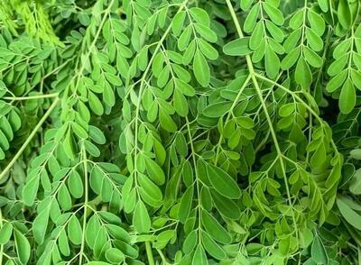 گز روغن؛ گیاهی سرشار از مواد مغذی با خواص آنتی اکسیدانی