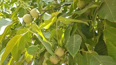  آغاز برداشت گردو در شهرستان اشکذر