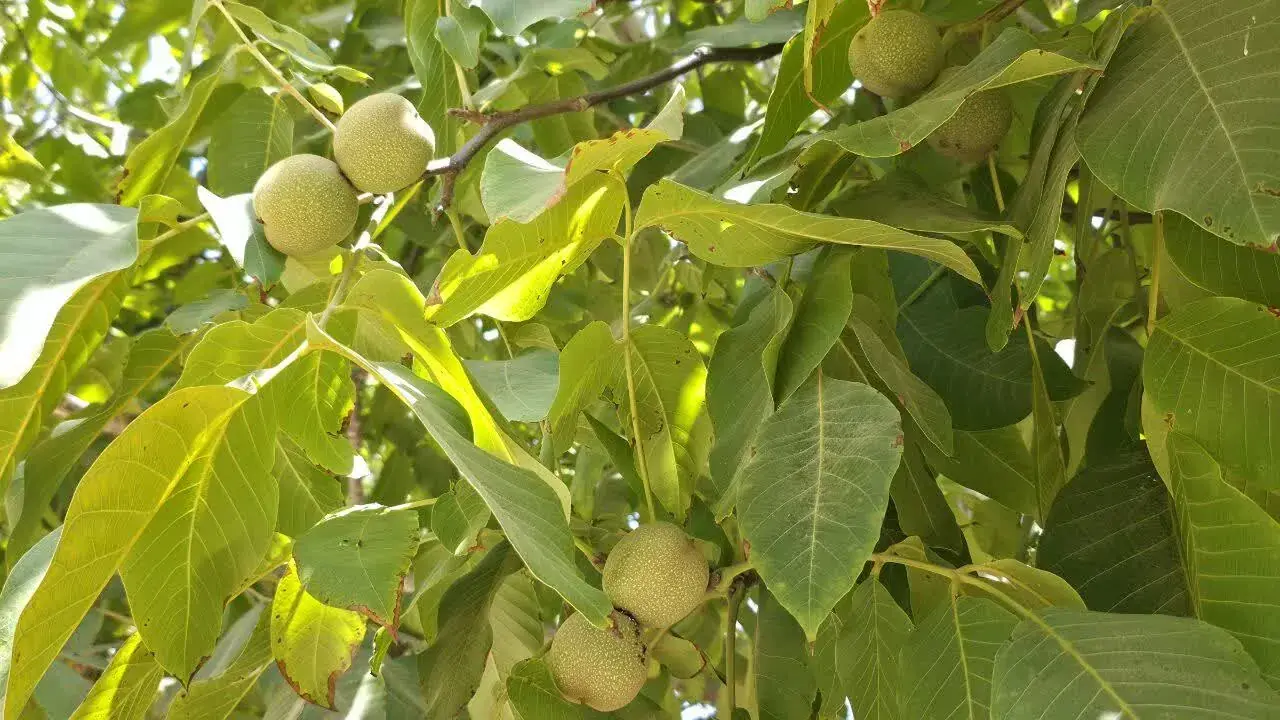 آغاز برداشت گردو در شهرستان اشکذر