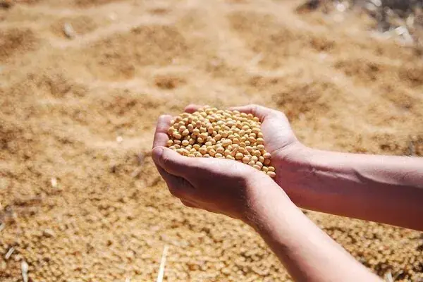  ثبت سفارش واردات انواع کنجاله آغاز شد