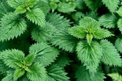 فواید پیدا و پنهان گیاه گزنه در طب سنتی