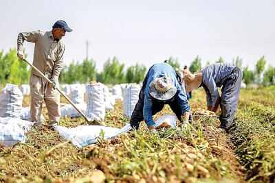 یک سوم محصولات کشاورزی ایران هدر می رود