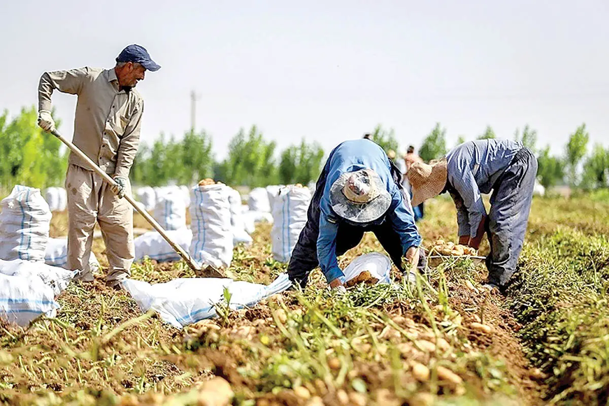  یک سوم محصولات کشاورزی ایران هدر می رود