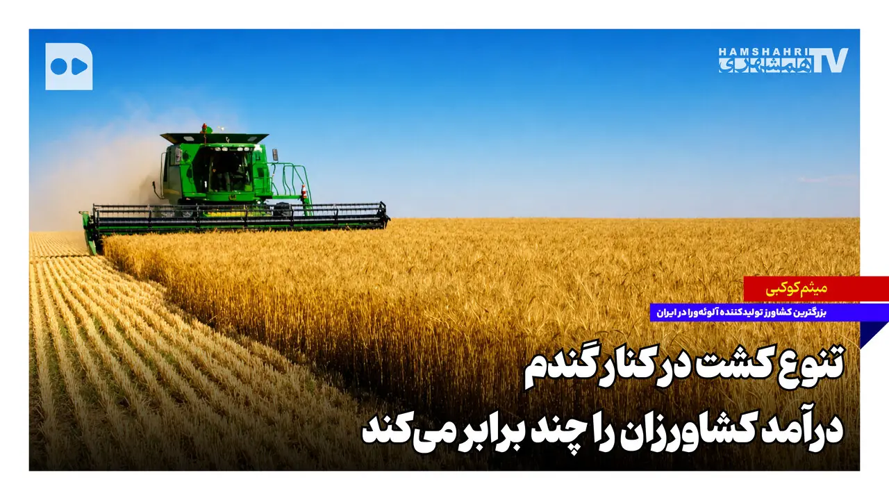تنوع کشت در کنار گندم، درآمد کشاورزان را چند برابر میکند