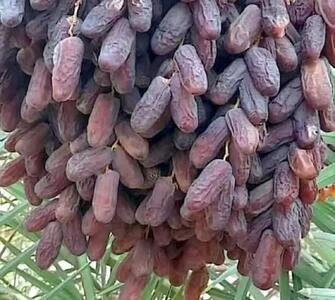 برداشت ۴۵۰ هزار تن خرما از نخلستانهای فارس آغاز شد