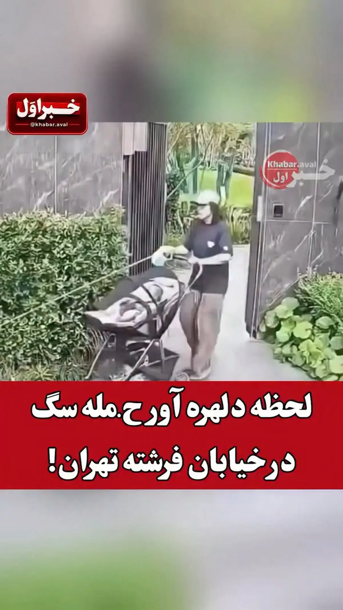  لحظه دلهره‌آور حمله سگ در خیابان فرشته تهران + فیلم