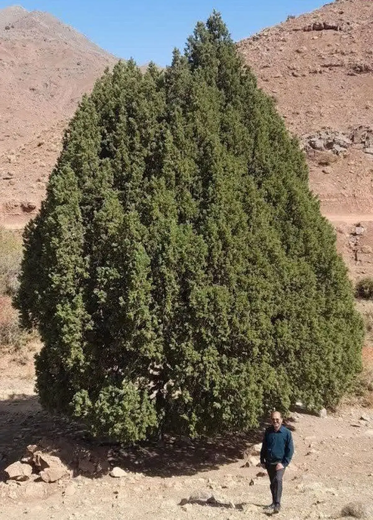  ثبت درخت ارس ۹۰۰ ساله تربت‌حیدریه در فهرست میراث طبیعی