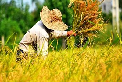 برداشت ۸۵ درصد شالیزارهای گیلان
