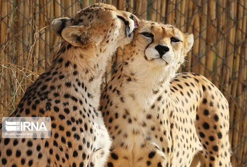 مدیر پروژه حفاظت یوزپلنگ: تنها ۲۷ یوز ایرانی در کشور شناسایی شده است