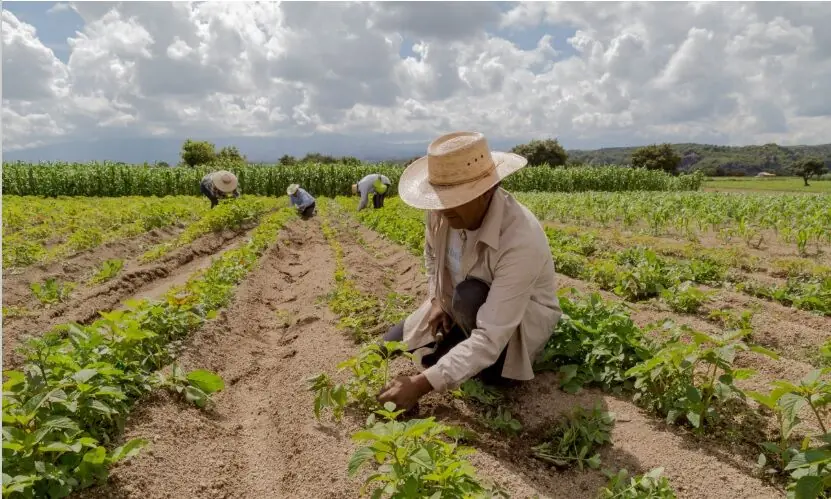 از مزارع پربار تا سفرههای خالی؛ ردپای سیاستهای آمریکا در بحران غذایی آمریکای لاتین