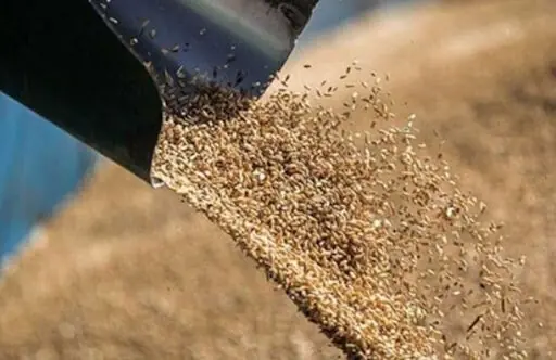 تولید سالانه بیش از ۵۰۰ تن بذر مادری در مرکز تحقیقات کشاورزی آذربایجان غربی