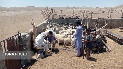 پوشش بیش از یک میلیون و ۵۴۰ هزار رأس دام علیه طاعون در سیستان و بلوچستان