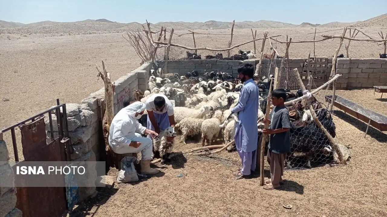 پوشش بیش از یک میلیون و ۵۴۰ هزار رأس دام علیه طاعون در سیستان و بلوچستان