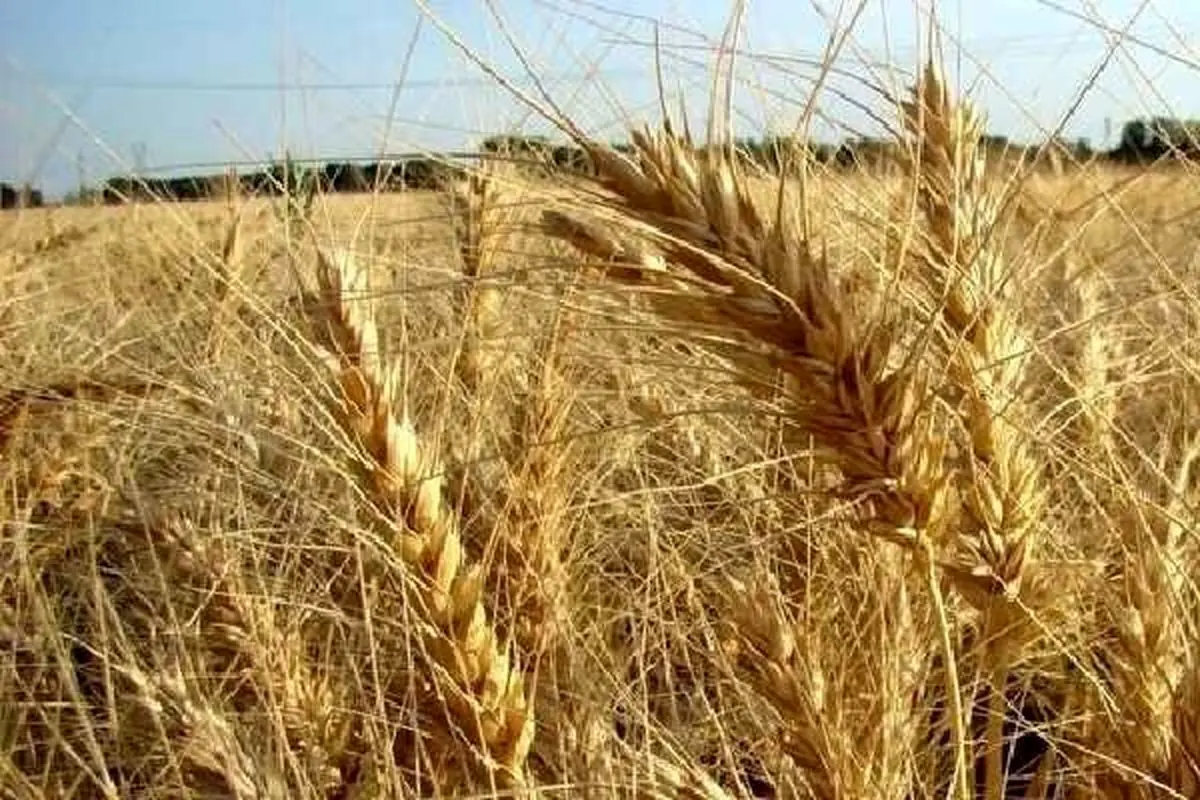 قیمت گندم به بالاترین حد خود رسید؛ امنیت غذایی کشورهای عربی در معرض تهدید است