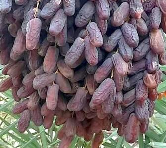  پیش‌بینی برداشت ۴۵۰ هزار تنی خرما در فارس