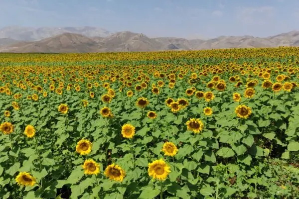  برنامه‌ریزی برای کشت ۳۷۷۶ هکتار آفتابگردان روغنی در گلستان