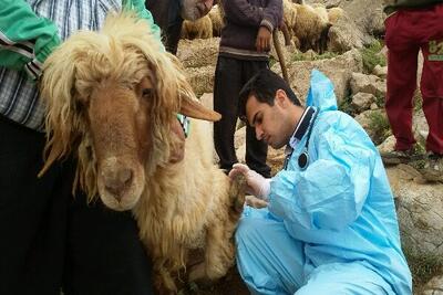 آغاز عملیات گسترده واکسیناسیون تببرفکی در زنجان