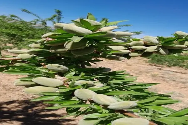  بادام، برگ برنده باغبانی چهارمحال و بختیاری