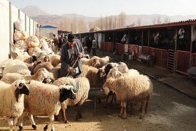 تصادف پژو باگله گوسفندان درمحور بویینوماندشت ـ الیگودرز؛۸ رأس تلف شد