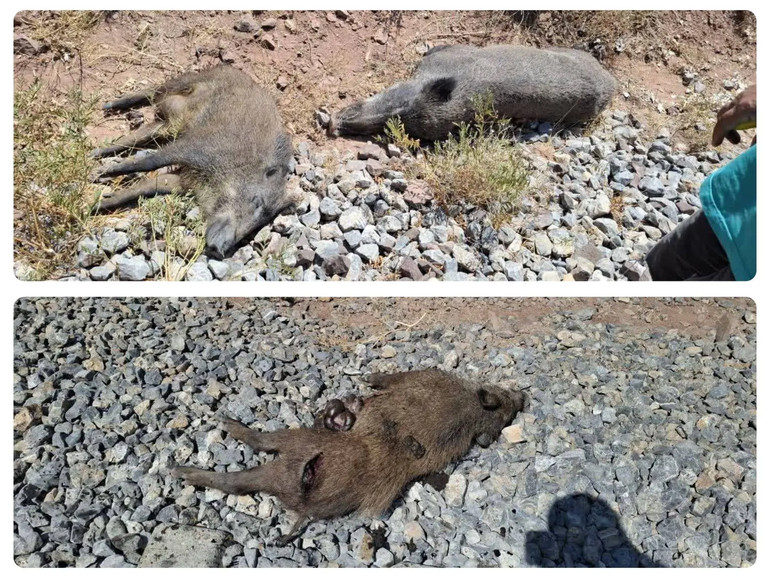 تلف شدن ۸رأس گراز در زیر قطار