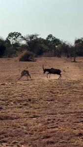 فیلم حمله جالب آهو به یوزپلنگ