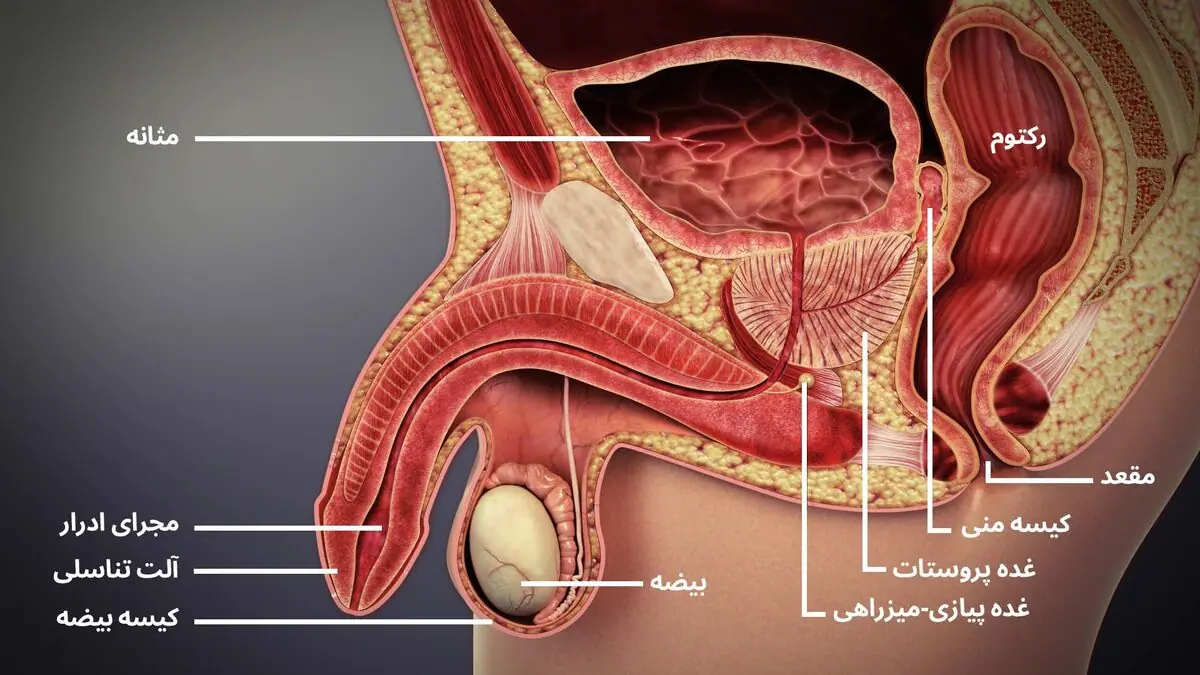  نشانه‌ های پروستات سالم چیست؟ علائمی که نباید نادیده بگیرید + فیلم