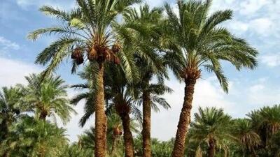 فال درخت سلتیک امروز 9 شهریور 1405