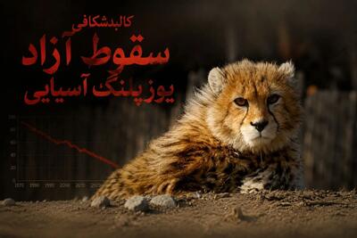 کالبدشکافی سقوط آزاد یوزپلنگ آسیایی / ۲۷ جان در برابر بیتدبیری دستگاه ها/ وقتی جادهها، گلههای غیرمجاز، شترها و خاکخوری اعتبارات آخرین سنگر تنوع زیستی را می بلعند