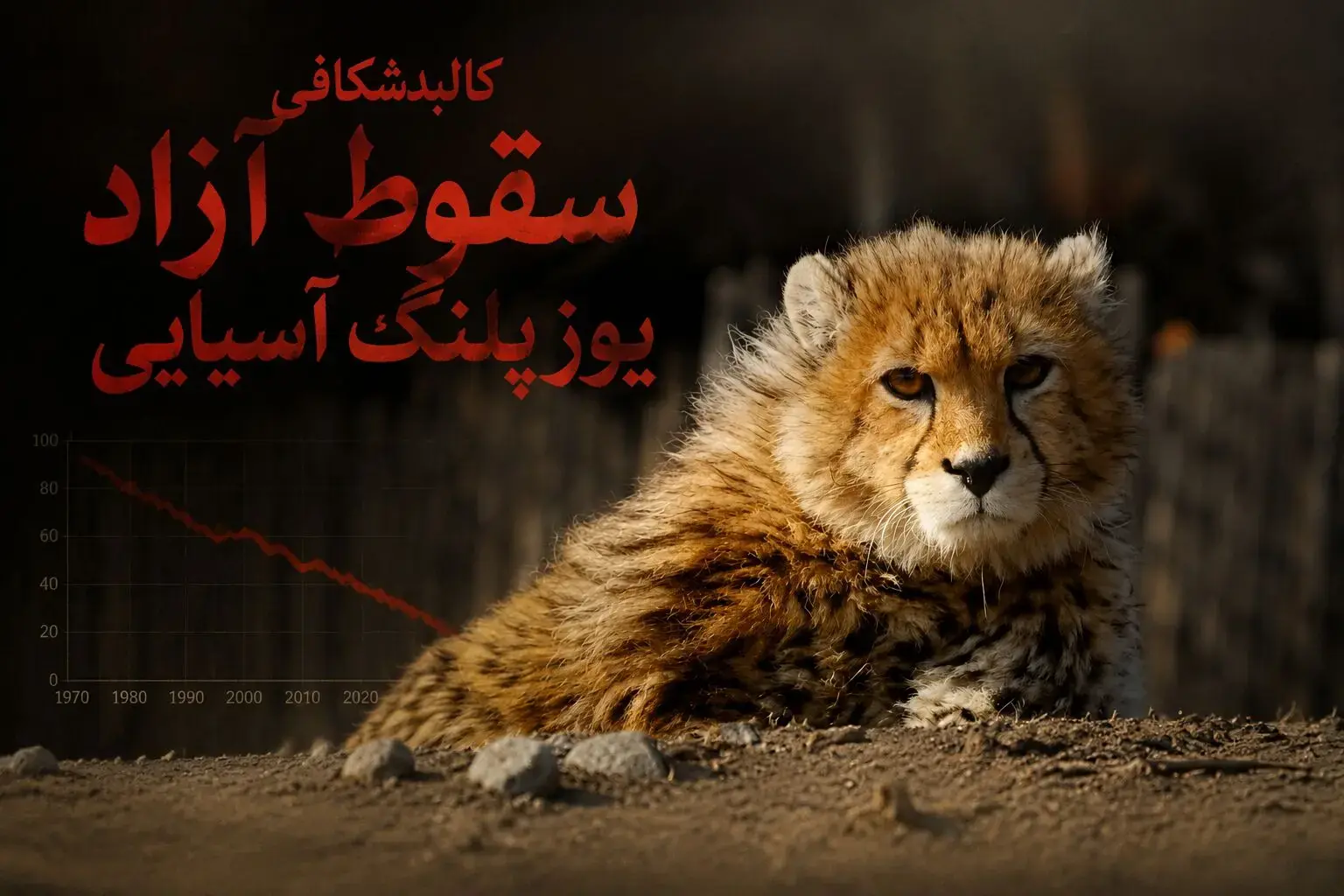  کالبدشکافی سقوط آزاد یوزپلنگ آسیایی / ۲۷ جان در برابر بی‌تدبیری دستگاه ها/ وقتی جاده‌ها، گله‌های غیرمجاز، شترها و خاک‌خوری اعتبارات آخرین سنگر تنوع زیستی را می‌ بلعند