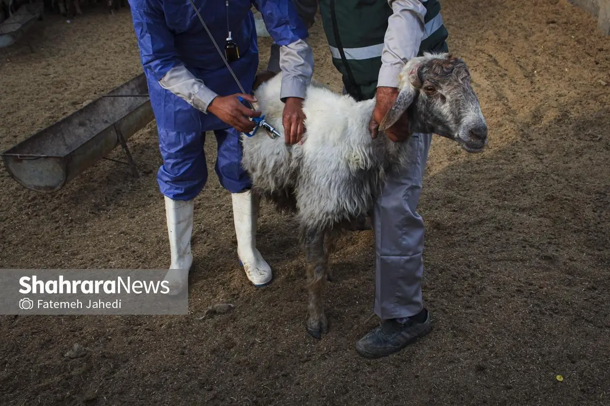 آغاز اولین فاز واکسیناسیون سراسری تب برفکی در دامداریهای سطح خراسان رضوی
