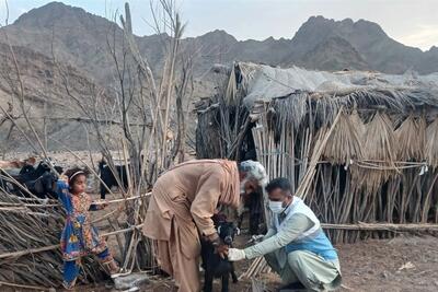  3 میلیون رأس دام سیستان و بلوچستان علیه بیماری‌ها واکسینه شدند - تسنیم