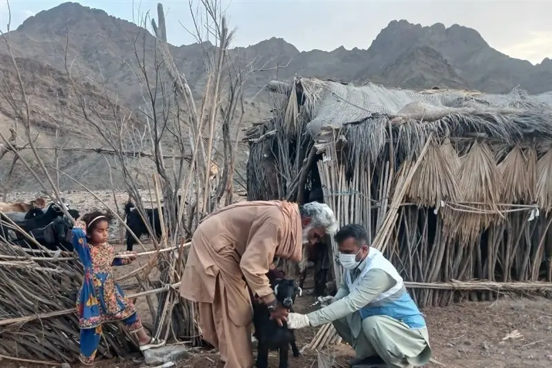 3 میلیون رأس دام سیستان و بلوچستان علیه بیماریها واکسینه شدند - تسنیم