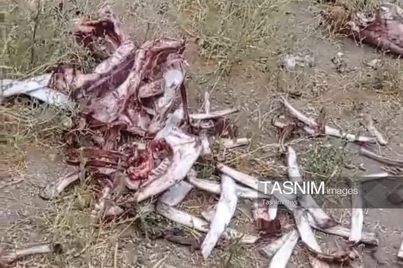کشتار مخفی اسب در زنجان/ لاشهها در چاه دفن شده بودند - تسنیم