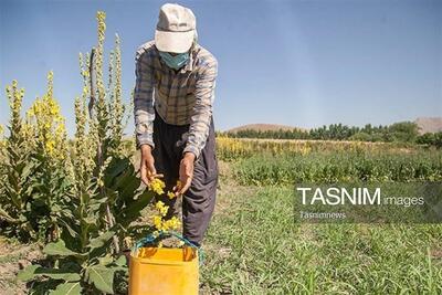 برداشت 25 تن شیرابه آنغوزه از مراتع کهگیلویه و بویراحمد - تسنیم
