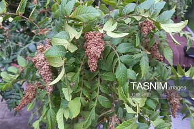  پیش‌بینی صادرات 15 تن سماق روستای خانیک گناباد به اروپا - تسنیم