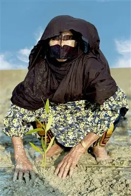برگزاری آیین چی چکا حرا سهیلی در قشم - تسنیم