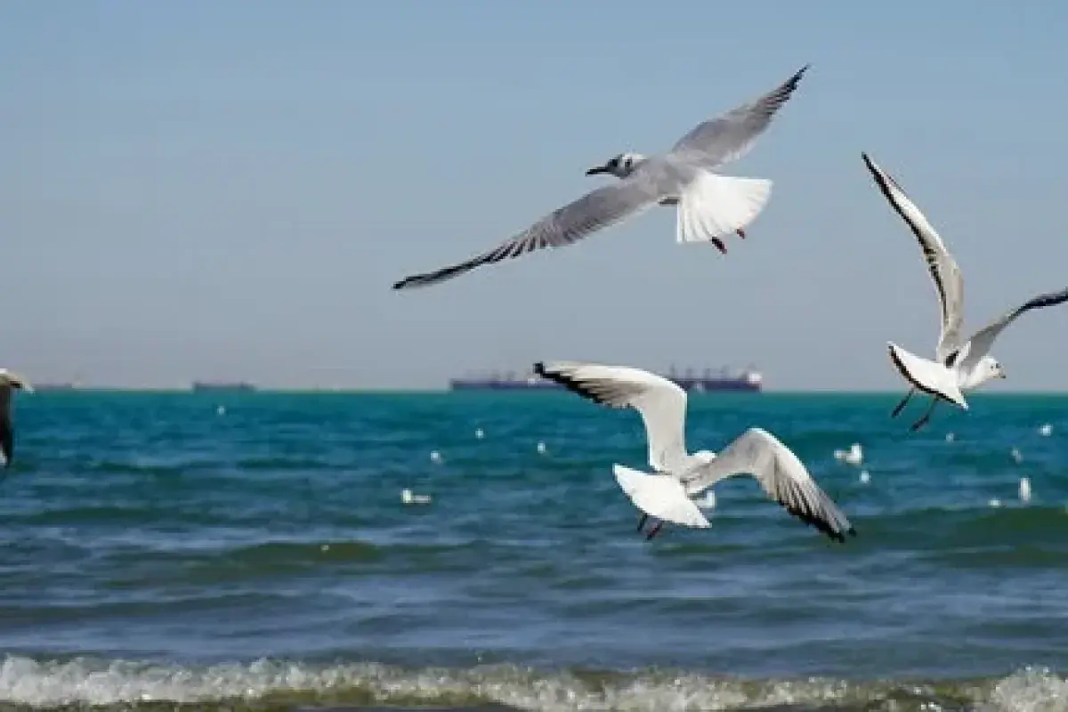  صدور هشدار نارنجی برای خلیج‌فارس