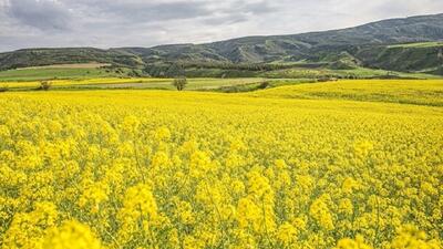  تولید کلزا به ۴۰۰ هزار تن می رسد/تامین ۲۰ درصد دانه های روغنی در داخل