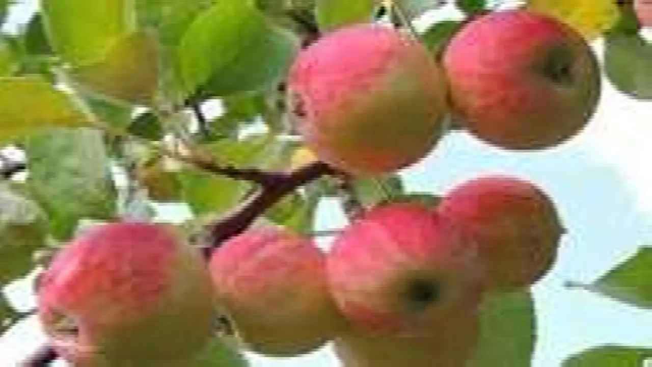 آغاز خرید سیب صنعتی در آذربایجان غربی از امروز/ خرید توافقی بیش از ۵۰۰ تن محصولات باغی