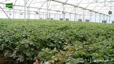  افتتاح گلخانه هیدروپونیک روستای دیزج آباد زنجان + فیلم