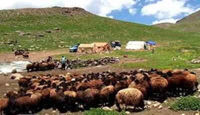 سلامت دام عشایری باید متناسب با الگوی کوچ مدیریت شود