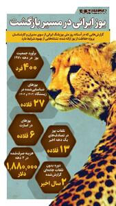 اینفوگرافی/یوز ایرانی در مسیر بازگشت