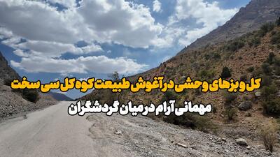 فیلم| کل و بزهای وحشی در آغوش طبیعت «کوه گل» سی سخت؛ مهمانانی آرام در میان گردشگران