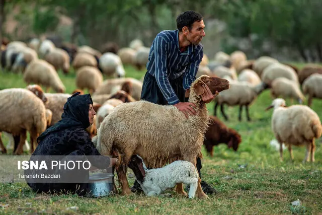 تولید ناخالص ۲ همتی عشایر گیلان/ مکان محور شدن سکونتگاه های عشایری